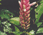 Flora of Ucayali, Peru: Encephalosphaera lasiandra Mildbr., Peru, J. G. Graham 2308, F