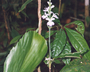 Flora of Ucayali, Peru: Pulchranthus adenostachyus (J. Lindau) V. M. Baum et al., Peru, J. G. Graham 2639, F