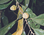 Flora of Ucayali, Peru: Matisia ochrocalyx K. Schum. sensu lato, Peru, J. G. Graham 2660, F