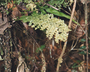 Flora of Ucayali, Peru: Asplenium pedicularifolium A. St.-Hil. ex, Peru, J. G. Graham 2711, F
