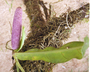 Flora of Ucayali, Peru: Anthurium galactospadix Croat, Peru, J. G. Graham 294, F