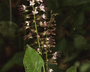 Flora of Ucayali, Peru: Hirtella racemosa Lam., Peru, J. G. Graham 608, F