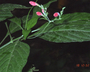 Flora of Ucayali, Peru: Ruellia brevifolia (Pohl) C. Ezcurra, Peru, J. G. Graham 626, F