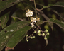Flora of Ucayali, Peru: Endlicheria paniculata (Spreng.) J. F. Macbr., Peru, J. G. Graham 636, F