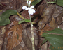Flora of Ucayali, Peru: Pulchranthus adenostachyus (J. Lindau) V. M. Baum et al., Peru, J. G. Graham 646, F