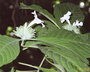 Flora of Ucayali, Peru: Ruellia glischrocalyx (Nees) J. Lindau, Peru, J. G. Graham 647, F