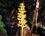 Flora of Ucayali, Peru: Renealmia breviscapa Poepp. & Endl., Peru, J. G. Graham 706, F