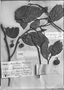 Field Museum photo negatives collection; Genève specimen of Styloceras columnare Müll. Arg., BOLIVIA, G. Mandon 1084, Holotype, G-DC