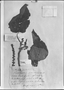 Field Museum photo negatives collection; Genève specimen of Acalypha heterodonta var. trichoclada Müll. Arg., VENEZUELA, Type [status unknown], G-DC