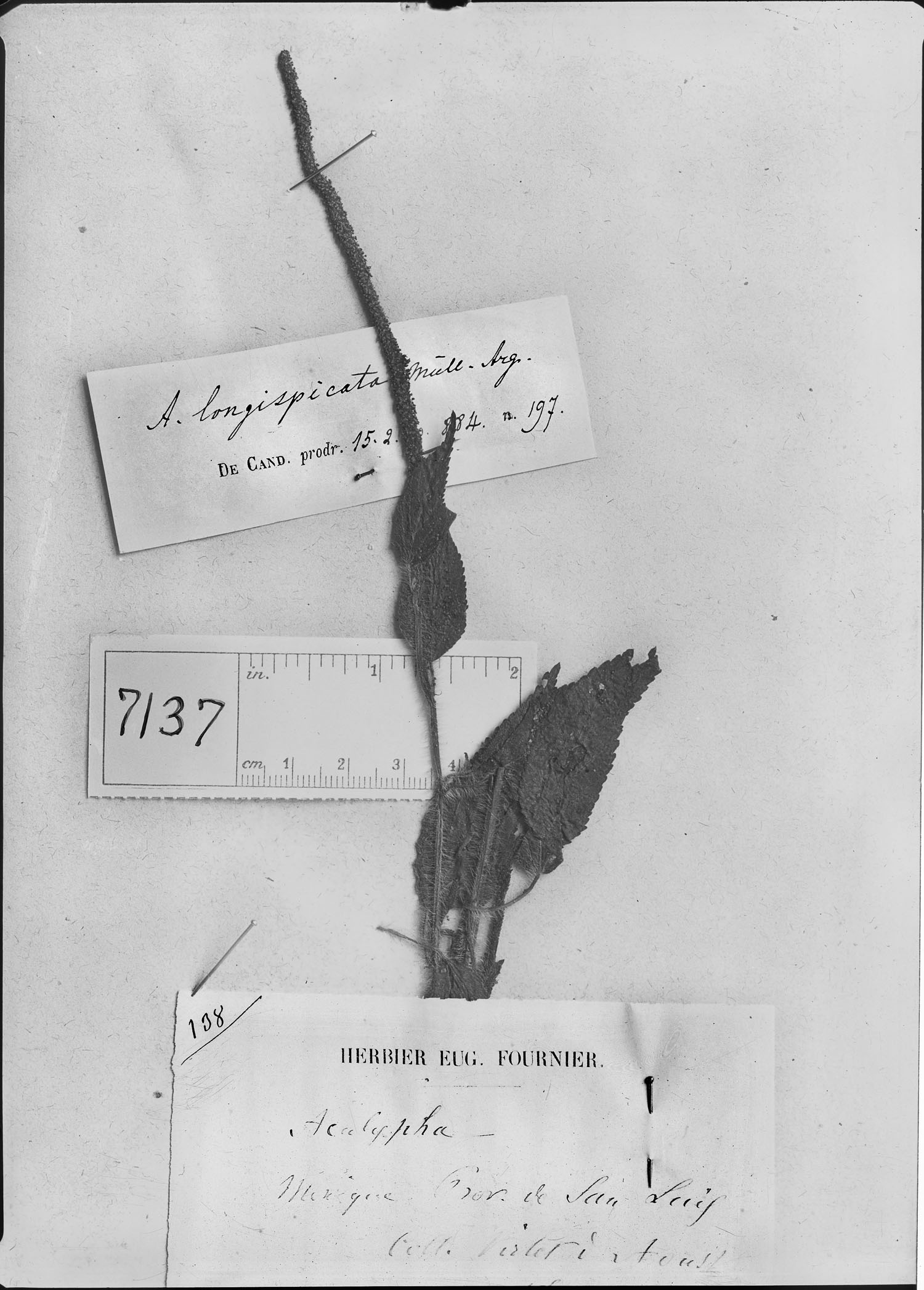 Acalypha longispicata image