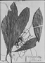 Field Museum photo negatives collection; Genève specimen of Adenophaedra megalophylla Müll. Arg., BRAZIL, J. S. Blanchet, Type [status unknown], G-DC