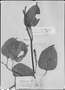 Field Museum photo negatives collection; Genève specimen of Plukenetia peruviana Müll. Arg., PERU, J. A. Pavón, Type [status unknown], G-DC
