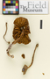 Camarophyllus hieronymi, Bolivia, R. Singer B-968, Holotype, F