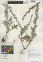 Artemisia imponens Pamp., China, D. E. Boufford 36377, F