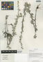 Artemisia imponens Pamp., China, D. E. Boufford 36853, F