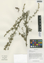 Artemisia mattfeldii Pamp., China, D. E. Boufford 37304, F