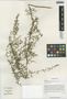Artemisia prattii (Pamp.) Y. Ling & Y. R. Ling, China, D. E. Boufford 36405, F