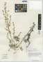 Artemisia sieversiana Ehrh. ex Willd., China, D. E. Boufford 29941, F