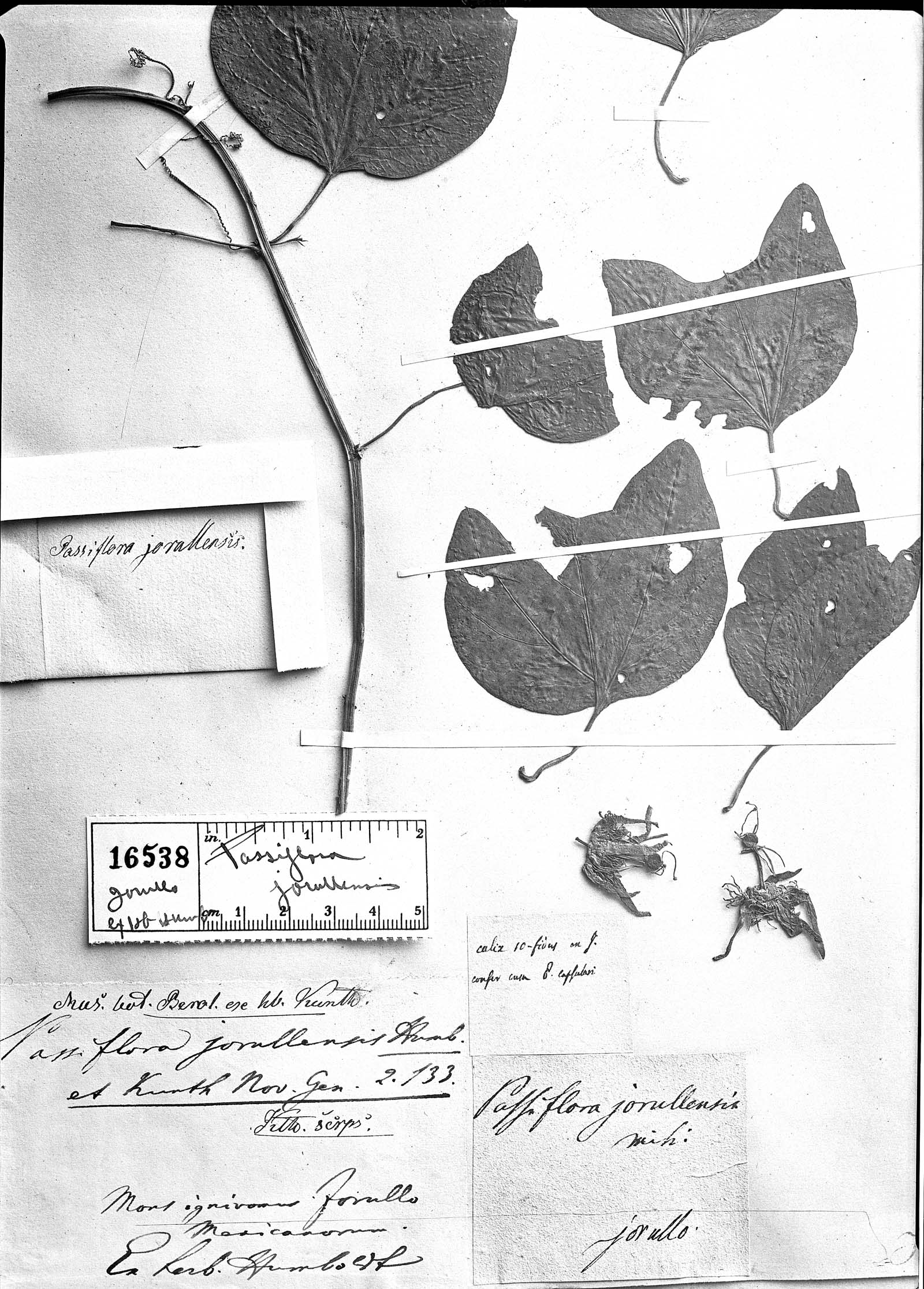 Passiflora jorullensis image