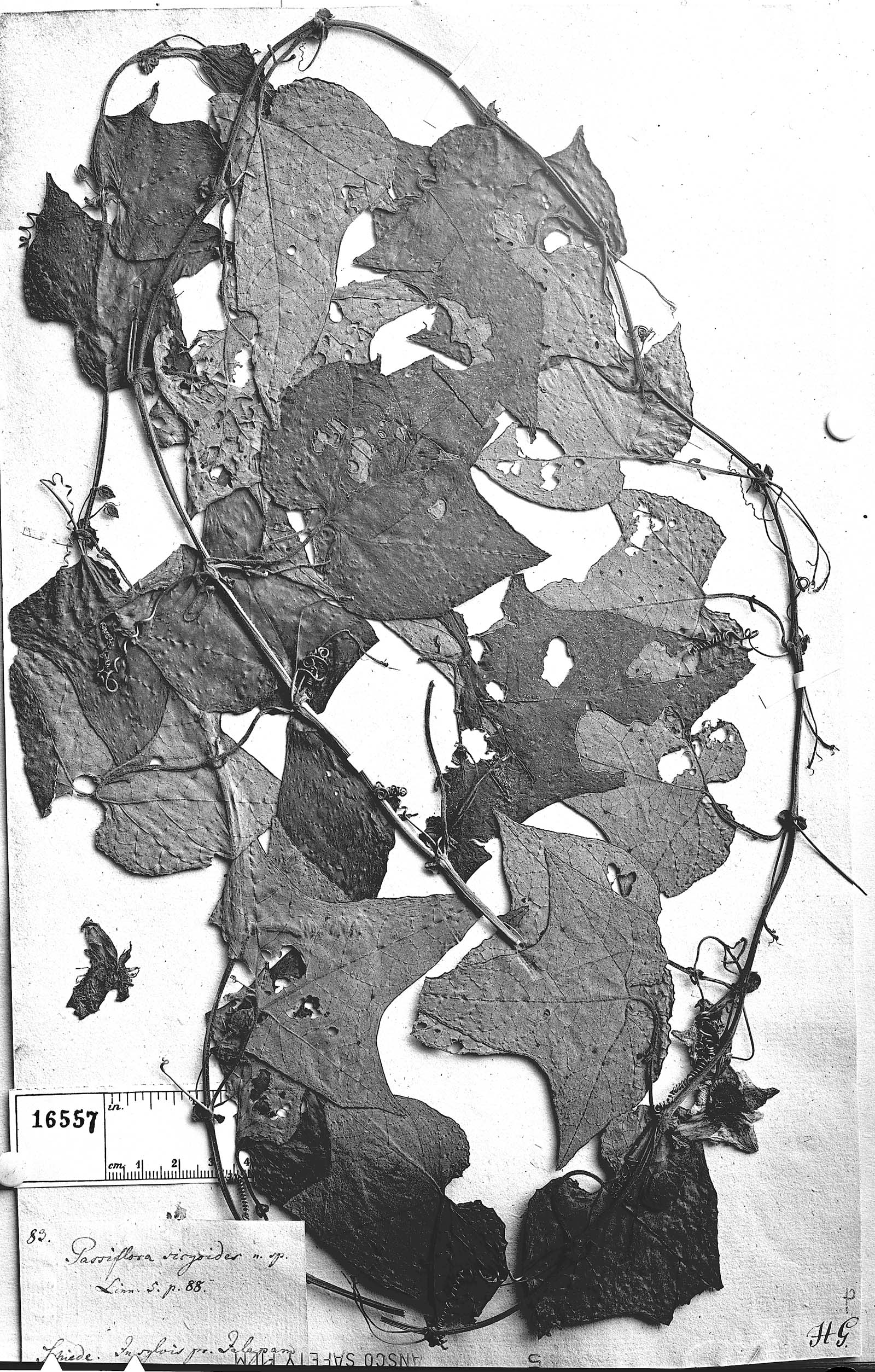 Passiflora sicyoides image