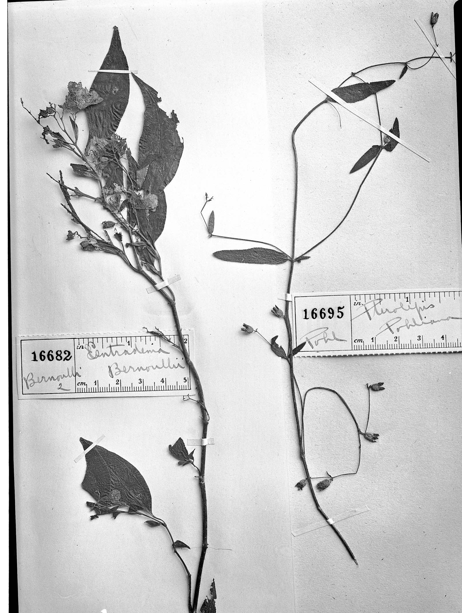 Centradenia floribunda subsp. bernoullii image