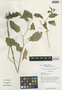 Impatiens notolopha Maxim., China, D. E. Boufford 37063, F