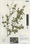 Betula bomiensis P. C. Li, China, D. E. Boufford 36296, F