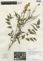 Incarvillea arguta (Royle) Royle, China, D. E. Boufford 35226, F