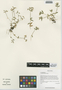 Cerastium pusillum Ser., China, D. E. Boufford 32050, F