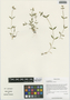 Cerastium szechuense F. N. Williams, China, D. E. Boufford 30637, F