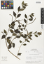 Flora of the Lomas Formations: Heliotropium angiospermum Murray, Peru, M. O. Dillon 3629, F