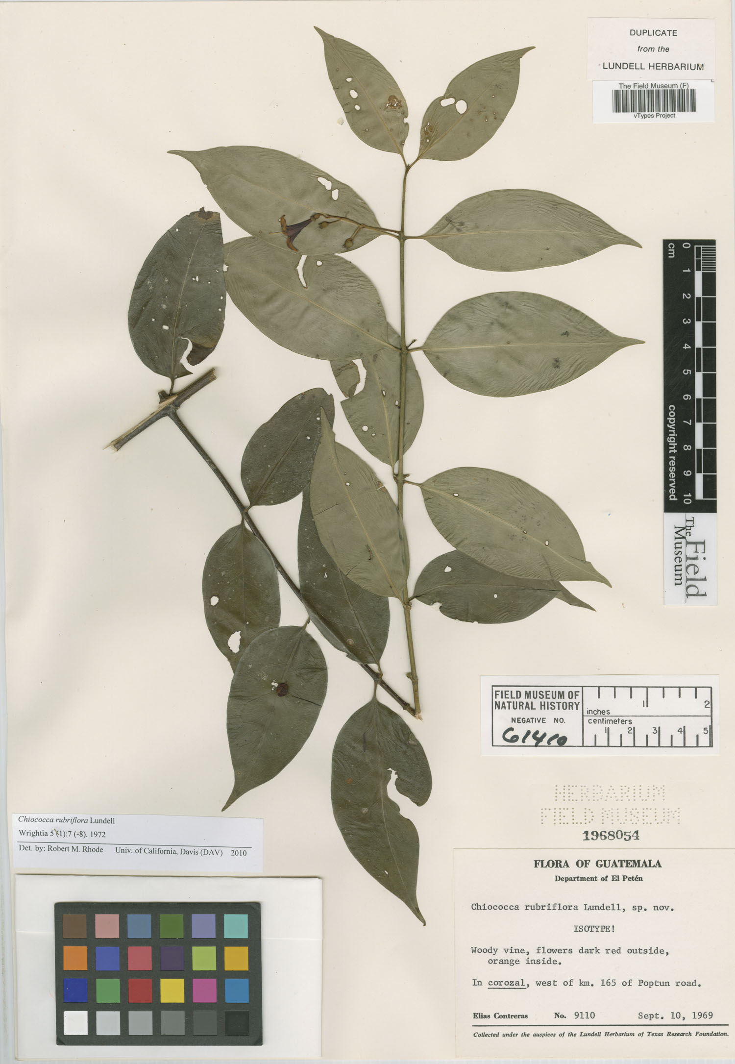 Chiococca rubriflora image