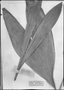 Field Museum photo negatives collection; Hanover specimen of Carludovica phacospatha H. Wendl., BRAZIL, HAN