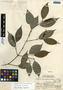 Piper neesianum C. DC., Belize, C. L. Lundell 6510, F