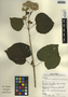Eupatorium macrophyllum L., Guatemala, H. Zomer 153, F