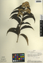 Koanophyllon albicaule (Sch. Bip. & Klatt) R. M. King & H. Rob., Mexico, G. Davidse 20288, F