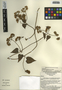 Mikania cordifolia (L. f.) Willd., Mexico, J. L. Tapia 1023, F