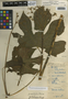 Cnidoscolus multilobus subsp. multilobus, Belize, W. A. Schipp S-191, F