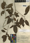 Croton glabellus Müll. Arg., Mexico, C. L. Lundell 7638, F