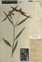 Euphorbia heterophylla L., Belize, W. A. Schipp 463, F