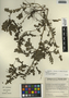 Phyllanthus amarus K. Schum. & Thonn., Mexico, G. P. Schultz 1192, F