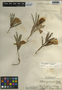 Clitoria guianensis var. guianensis f. guianensis, Belize, C. L. Lundell 4394, F