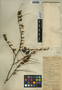 Machaerium seemannii Benth. ex Seem., Belize, W. A. Schipp 1194, F