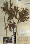 Ficus americana Aubl., Belize, P. H. Gentle 4726, F