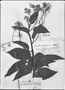 Field Museum photo negatives collection; Genève specimen of Sparattanthelium amazonum Mart., BRAZIL, E. F. Poeppig 2843b, Type [status unknown], G-DC