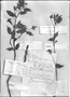 Field Museum photo negatives collection; Genève specimen of Casparya trachyptera A. DC., COLOMBIA, J. J. Triana 3042, Syntype, G-DC