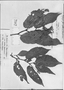 Field Museum photo negatives collection; Genève specimen of Casparya greviaefolia var. jamesoniana A. DC., ECUADOR, W. Jameson 361, Type [status unknown], G-DC