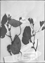 Field Museum photo negatives collection; Genève specimen of Casparya ferruginea A. DC., COLOMBIA, I. F. Holton 721, Syntype, G-DC