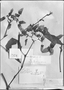 Field Museum photo negatives collection; Genève specimen of Begonia dasycarpa A. DC., BRAZIL, J. Goudot, Type [status unknown], G-DC