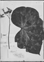 Field Museum photo negatives collection; Genève specimen of Begonia valdensium A. DC., BRAZIL, C. H. Godet, Type [status unknown], G-DC